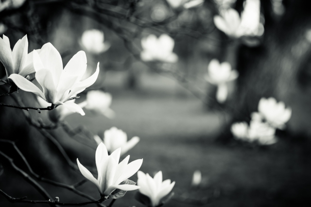 magnolia de Soulange